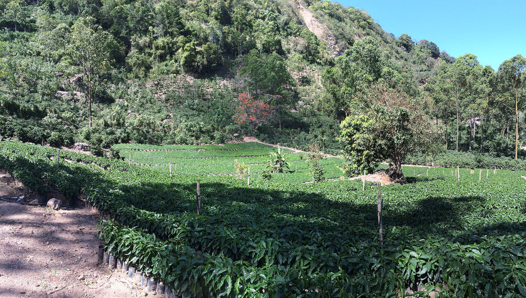 Single Origin