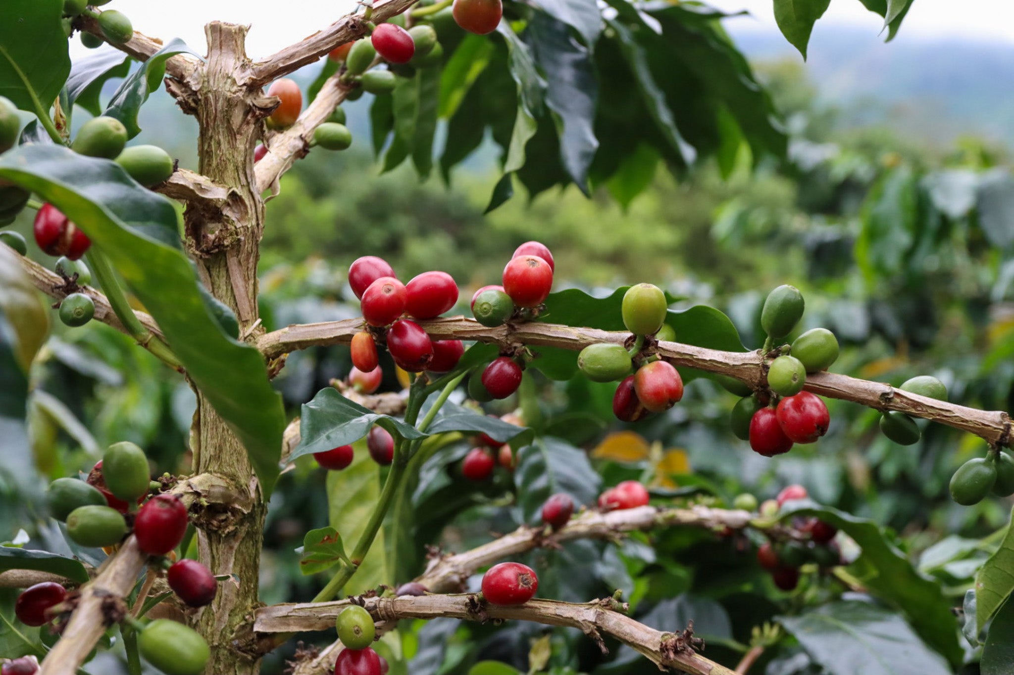 Coffee For Everyone