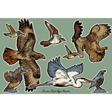 Birds of Boise Tumbler - 16oz